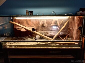 Prodám agamu s terárkem