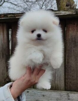 Pomeranian štěňátko fenka