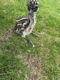 Pštros Emu hnedý