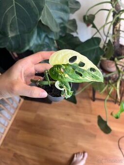 Monstera Adansonii Variegata