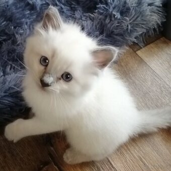 Ragdoll kocourek bez PP