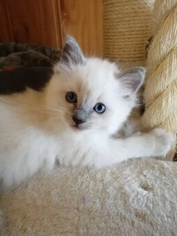 Ragdoll kocourek bez PP
