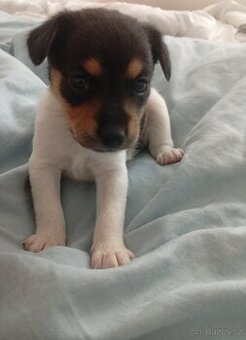 Jack Russell teriér