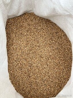 Tritikale jarní Dublet BIO certifikát - 1