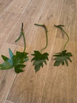 Philodendron (vykrojené listy)