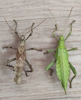 Strašilky Heteropteryx dilatata