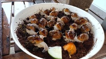 Africký šnek:  Archachatina marginata ovum