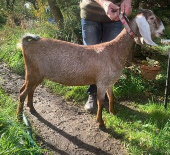 Anglonubijská koza 100%