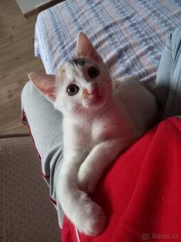 Třibarevná kočička