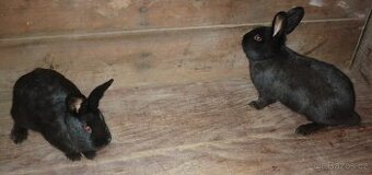 Králík Český strakáč