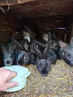 Mladí králíci a samice