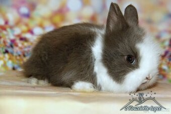 Zakrslý králíček Teddy s VP/sameček FELIPE_ doprava po ČR