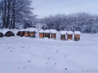 Vyzimovaná včelstva 3924