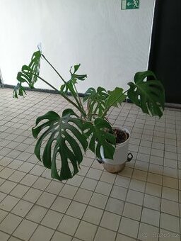 Monstera deliciosa
