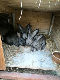 Činčila velká x moravský modrý