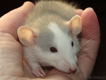 Dumbo, rex - mláďata potkánků s výpisem předků