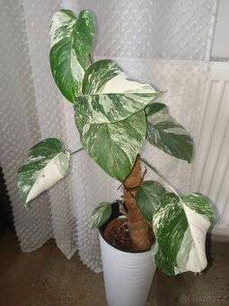 Monstera Albo variegata