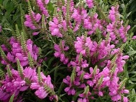 Řetězovka růžová