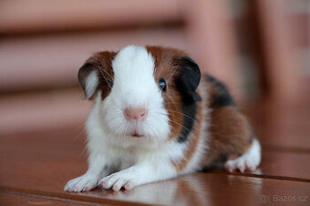 Morče, morčata, morčátko s PP - krátkosrstá - 1