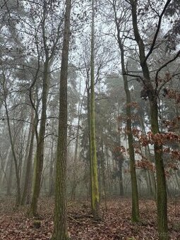 Prodej lesních pozemků v k.ú. Milavče