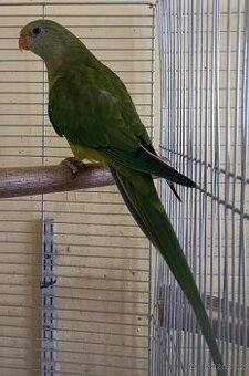 Prodám ♀️ papouška nádherného