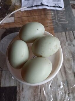 Násadová vejce-Indický běžec bali