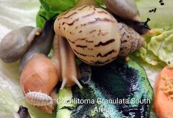 Šneci/isopody/pakobylky