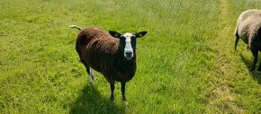 Prodám ovce Zwartbles