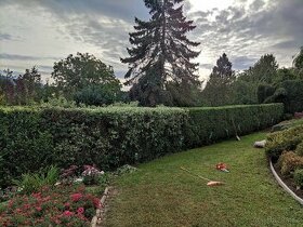 Stříhání keřů, údržba Zahrady