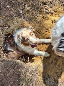 Fena australského ovčáka "red merle"