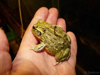Hrabatka drsná (Pyxicephalus adspersus)