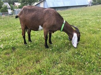 Anglonubijská koza, kůzlata.