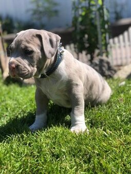 American bull XL, American bully, americký bull