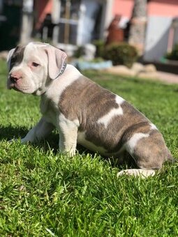 American bull XL, American bully, americký bull