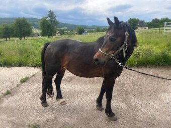 Klisna Welsh pony C - 1