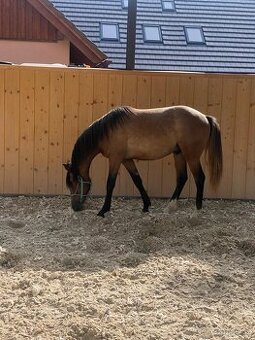 Hřebeček Český sportovní pony B