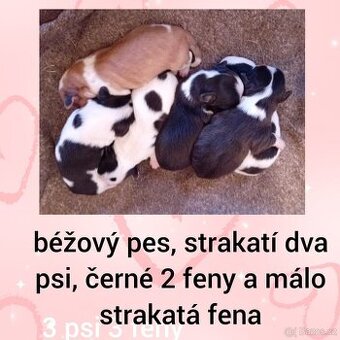 civava