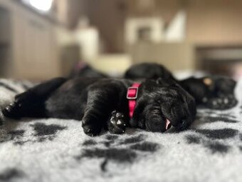 Labradorský retriever s PP