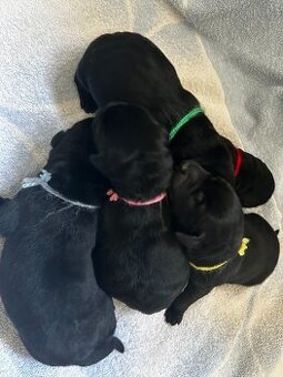 Labradorský retriever s PP