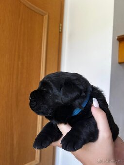 Labradorský retriever s PP