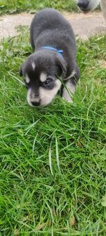 Štěně husky x labrador