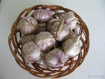 Česnek - modrý paličák