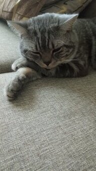 Krytí Whiskas kocour