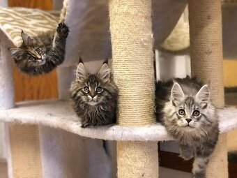 Mainská mývalí s PP