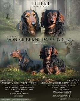 Jezevčík dlouhosrstý trpasličí/králičí