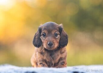 Jezevčík dlouhosrstý trpasličí/králičí