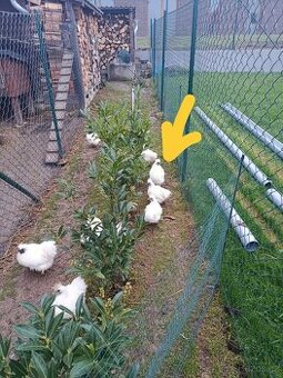 Kohout Hedvábničky