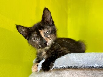 Mainská křížená koťátka