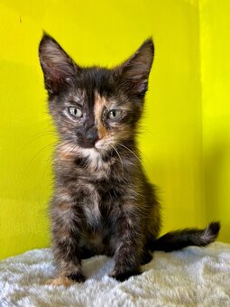 Mainská křížená koťátka - 1