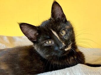 Mainská křížená koťátka